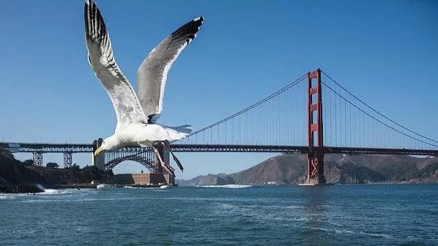 Golden Gate Bridge HindiWallah